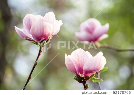 Magnolia spring flowers Magnolia spring flowers 62178766