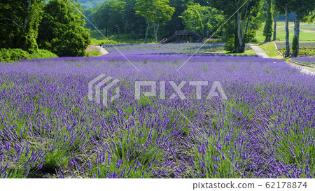 高原的薰衣草田9 62178874