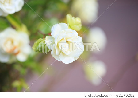 Rose flower schnee princess Rose flower schnee princess 62179292