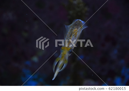 Aori烏賊@美麗海水族館 62180015