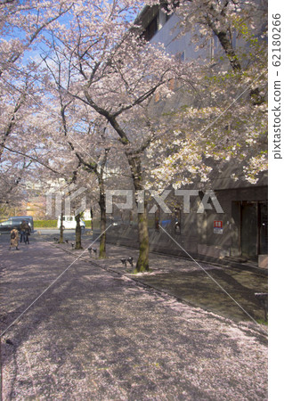 白川的祗園櫻 62180266