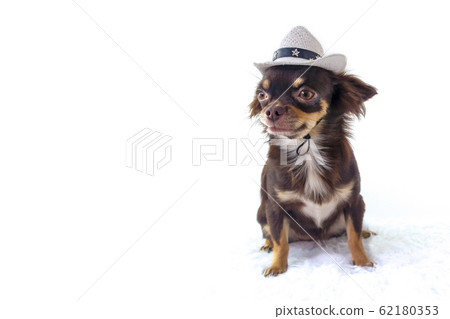 Dog wear hat on white background. 62180353