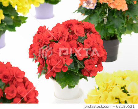 Elatiol Begonia Elatiol Begonia 62180521