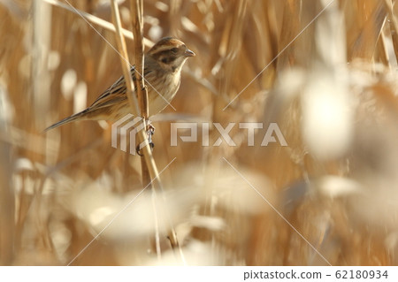 Creatures Birds Reeds, wild birds of the bunting family. It looks like a bunting, but this one has a whitish belly Creatures Birds Reeds, wild birds of the bunting family. It looks like a bunting, but this one has a whitish belly 62180934