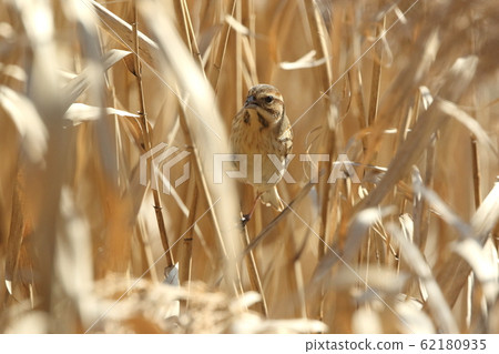 Creatures, birds, giant jug, winter reeds. You can hear the crispy tears on the reed stems Creatures, birds, giant jug, winter reeds. You can hear the crispy tears on the reed stems 62180935