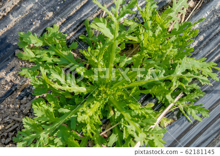 越來越多的菊庫娜 越來越多的菊庫娜 62181145