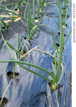 Cultivation of onion Cultivation of onion 62181165