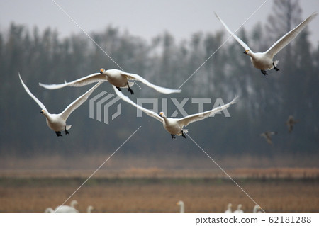 Jumping swan 62181288