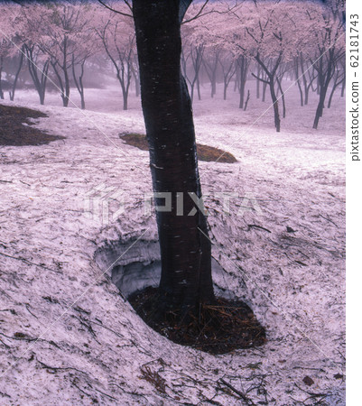 Cherry blossoms blooming in the remaining snow and rooting 62181743