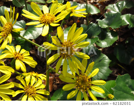 wa花 wa花 62182031