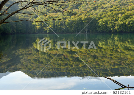 八甲田山脈恆沼的秋葉 62182161