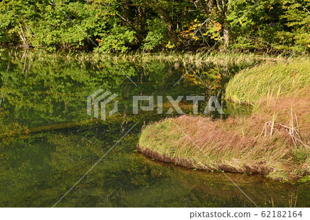 八甲田山脈恆沼的秋葉 62182164