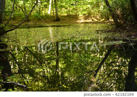 八甲田山脈恆沼的秋葉 62182169