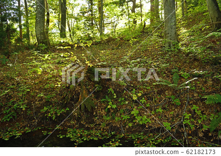 八甲田山脈恆沼的秋葉 62182173