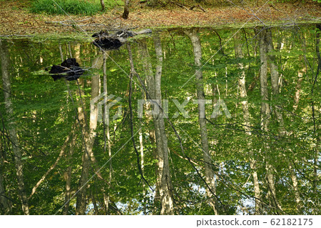 八甲田山脈恆沼的秋葉 62182175