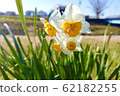Narcissus blooming on riverbed 62182255
