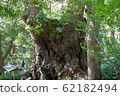 Shoguya Shrine的Oubusi 62182494