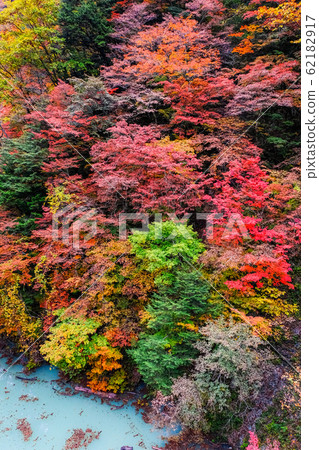 Autumn leaves of Takase Valley 62182917
