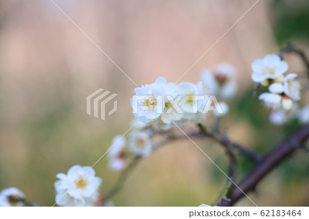梅花之花 梅花之花 62183464