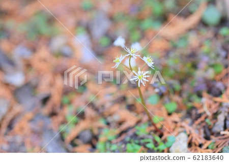 Coserbaoullen花 62183640