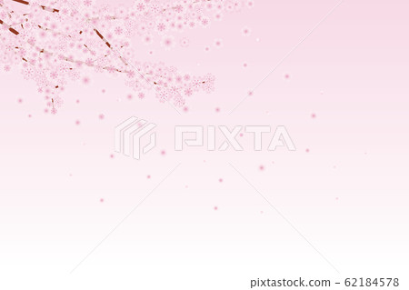 Cherry blossom Cherry blossom 62184578