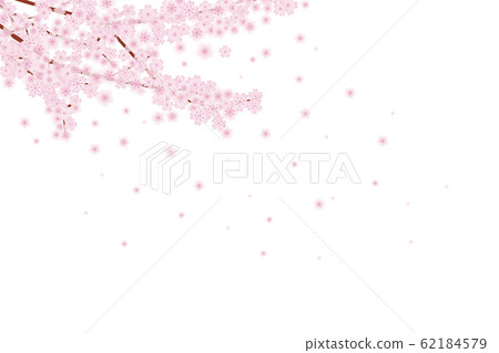 Cherry blossom Cherry blossom 62184579