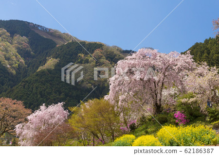 Weeping cherry blossoms and Satoyama 62186387