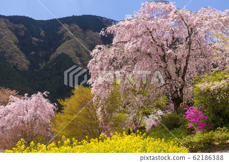 Weeping cherry blossoms and Satoyama 62186388