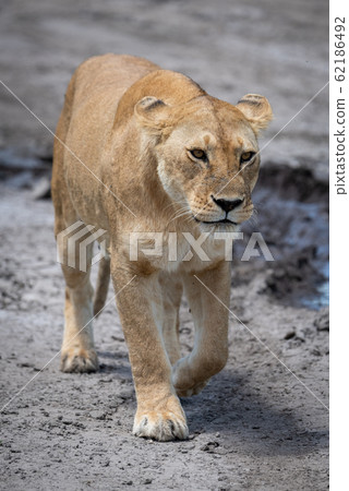 Lioness walking on dried mud towards camera Lioness walking on dried mud towards camera 62186492