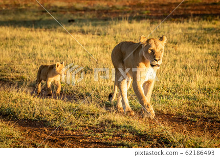 Lioness walking down track followed by cub Lioness walking down track followed by cub 62186493