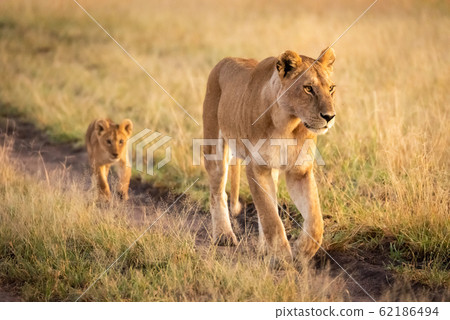 Lioness walking down sandy track with cub 62186494