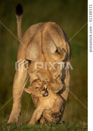 Lioness stands in golden light nuzzling cub Lioness stands in golden light nuzzling cub 62186531