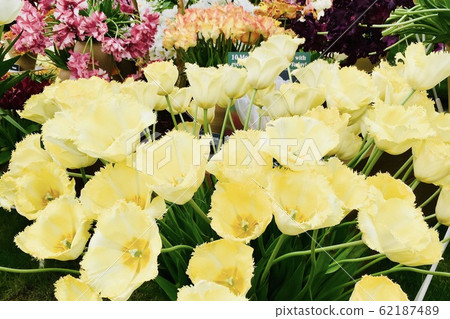 花卉園藝英國花卉展覽4 花卉園藝英國花卉展覽4 62187489