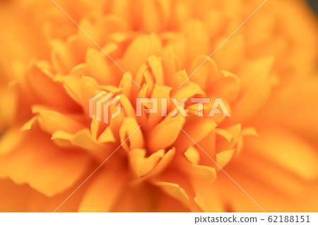 the Closeup of orange marigold flowers and foliage the Closeup of orange marigold flowers and foliage 62188151