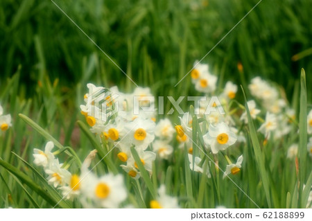 鱗莖花:水仙:水仙花:早春 鱗莖花:水仙:水仙花:早春 62188899