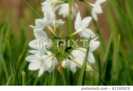 鱗莖花:水仙:水仙花:早春 鱗莖花:水仙:水仙花:早春 62188929
