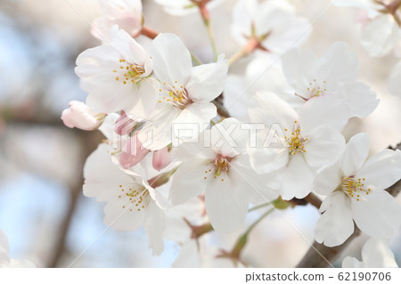Cherry Blossoms Cherry Blossoms 62190706