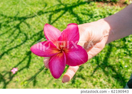 夏威夷雞蛋花 62190943