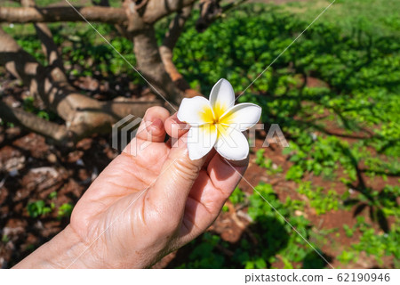 夏威夷雞蛋花 62190946