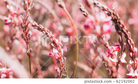 nature background meadow flowers beauty plants 62192002