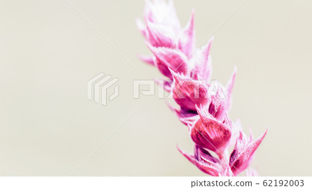 floral background magenta meadow plant sprig 62192003