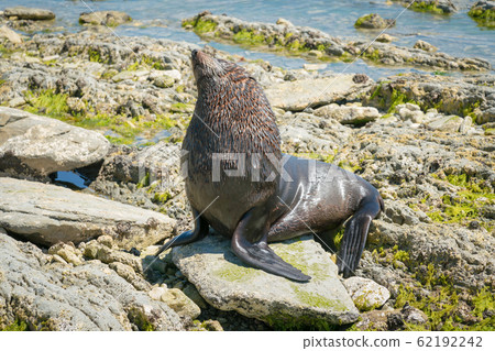 Seal standing on seacoast rock on beach Seal standing on seacoast rock on beach 62192242