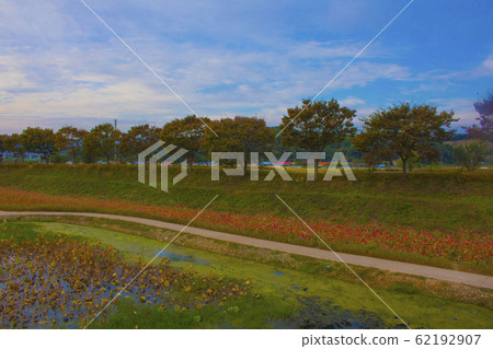 Flower Flower 62192907