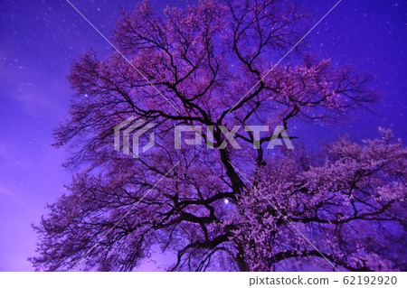 Cherry blossoms at Mizuka Cherry blossoms at Mizuka 62192920