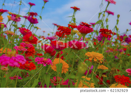 Flower Flower 62192929