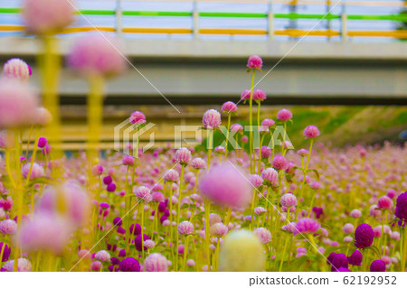 Flower Flower 62192952
