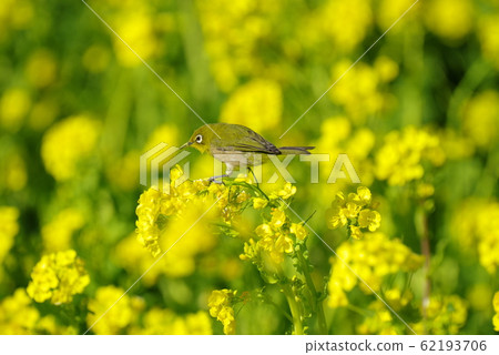 Rape flowers and mezzo 62193706