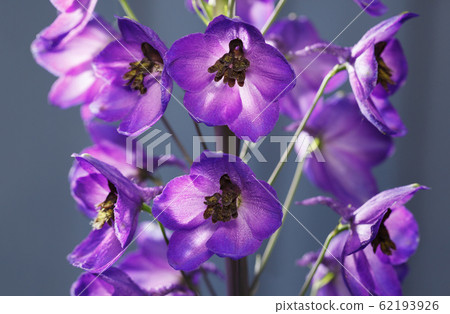 Violet-blue Delphinium flower Violet-blue Delphinium flower 62193926