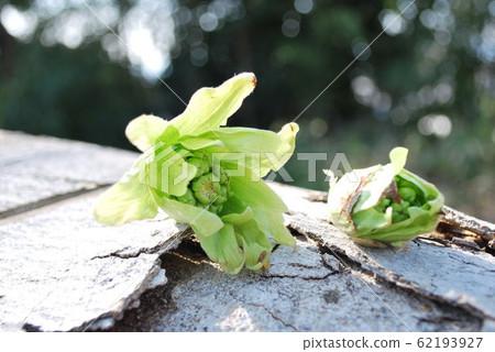 Fukinoto Fukinoto 62193927