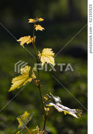 Vine withe Vine withe 62193928